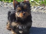 Adorable Yorkie puppies for free adoption..